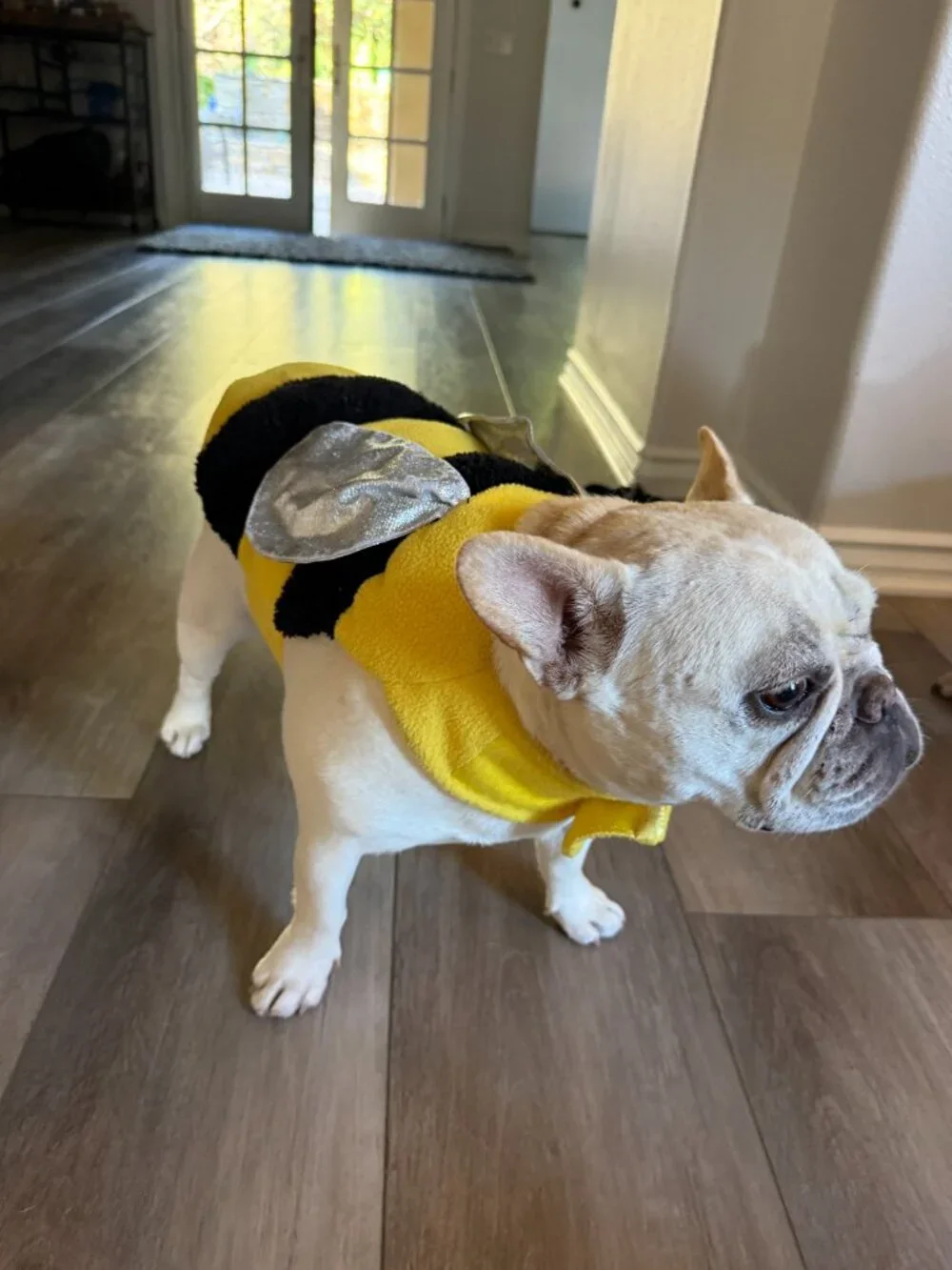 Dog Bee Costume - Medium